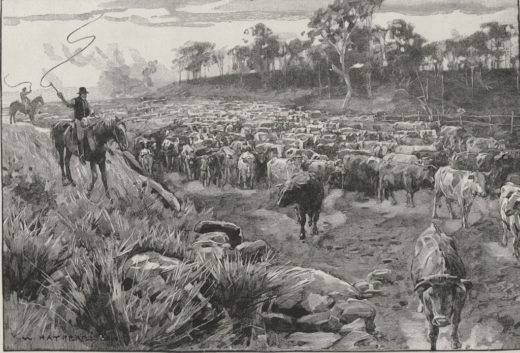 A Mob of Cattle. The Eureka stockade. Australia 1890 old antique print picture